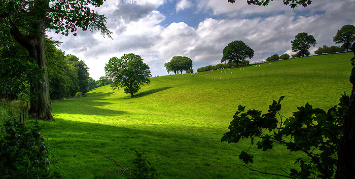 Campo verde (en.green field)