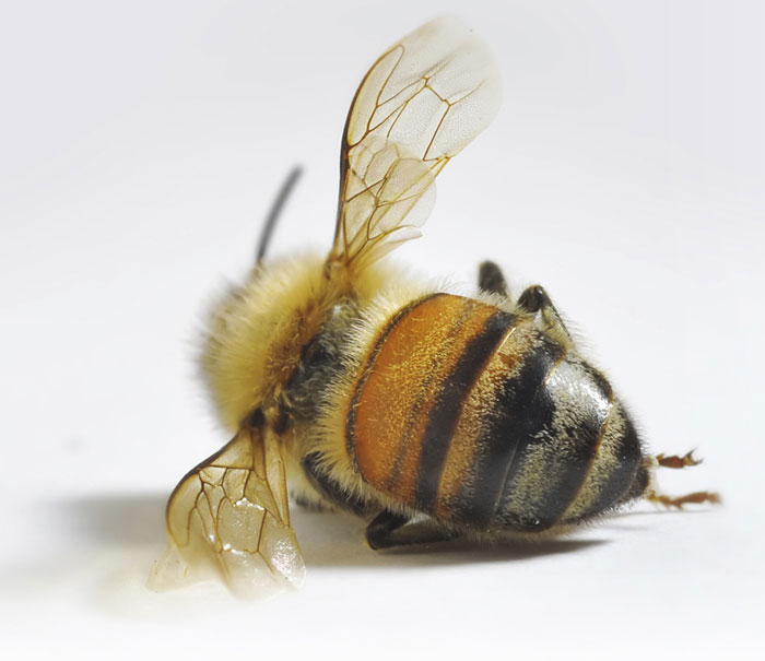 Abeja muerta (en.dead bee)