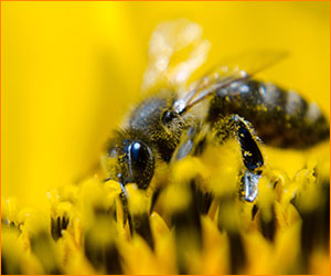 Bee Colony Collapse and Pesticides