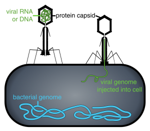 Phage injecting its genome into bacteria