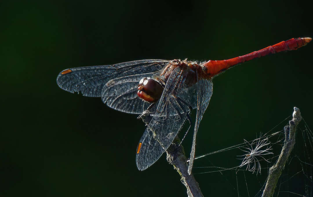 Dragonfly