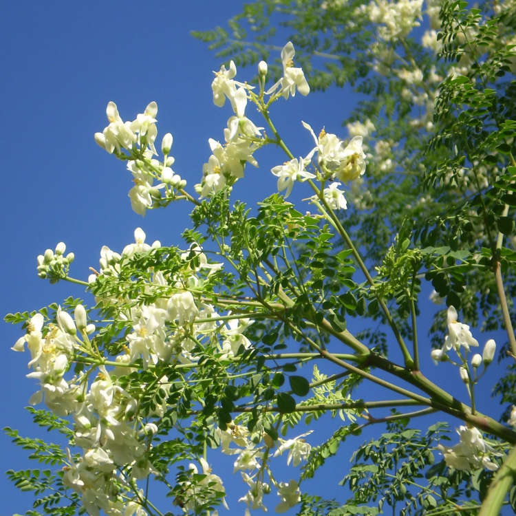 moringa flowers