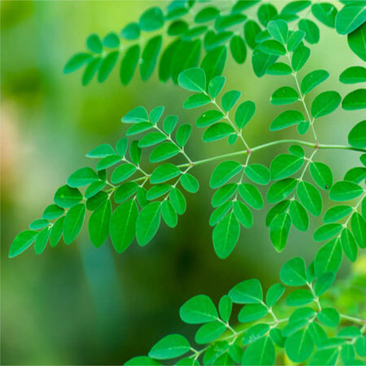 moringa leaves