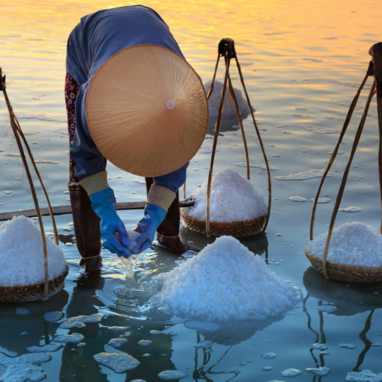 salt harvest