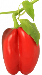 Bell Pepper